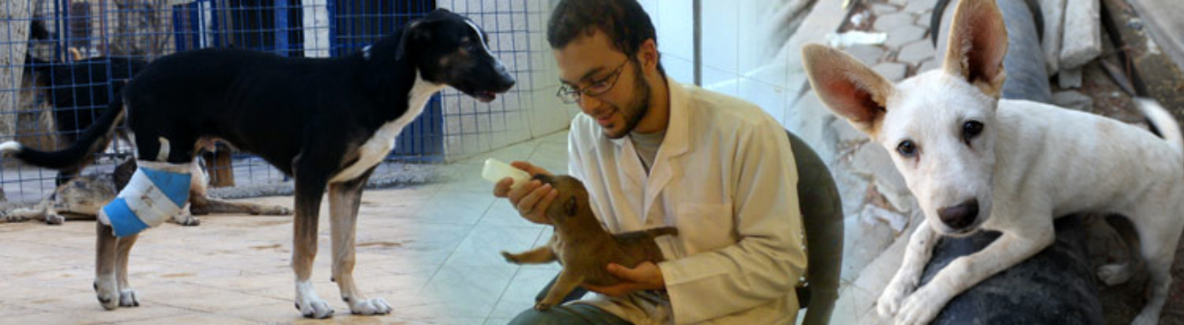 Animal Welfare Volunteer